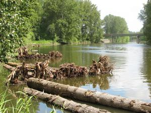 learn all about the columbia slough watershed and its unique history